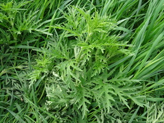 Urtica cannabina