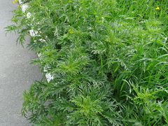 Urtica cannabina