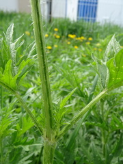 Urtica cannabina