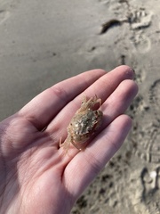 Liocarcinus holsatus