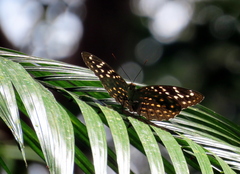 Lexias pardalis borneensis