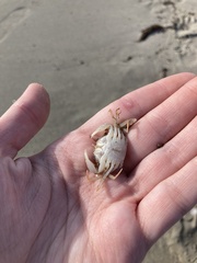 Liocarcinus holsatus