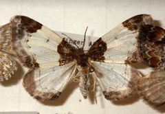 Mesoleuca albicillata