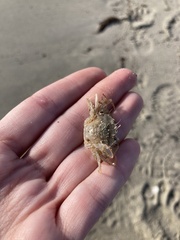 Liocarcinus holsatus