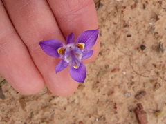 Moraea setifolia