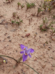 Moraea setifolia