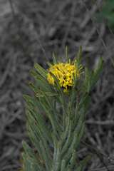 Leucospermum tomentosum