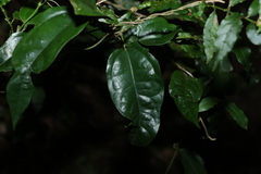 Aristolochia laheyana