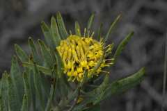 Leucospermum tomentosum