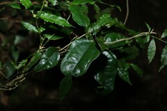 Aristolochia laheyana