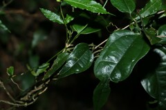 Aristolochia laheyana