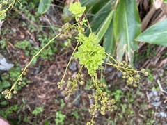 Stachyurus himalaicus
