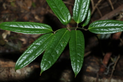 Ripogonum discolor