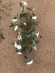 Euploca convolvulacea