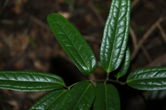 Ripogonum discolor