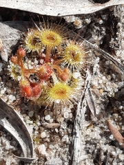 Drosera glanduligera
