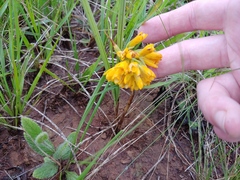 Eulophia leontoglossa