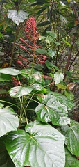 Clerodendrum japonicum