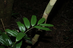 Ripogonum discolor