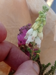 Erica ciliaris