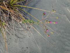 Senecio glastifolius