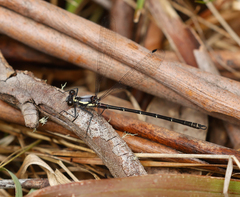 Austroargiolestes christine