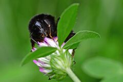 Bombus lapidarius