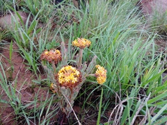 Lasiosiphon capitatus