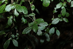 Fieldia australis