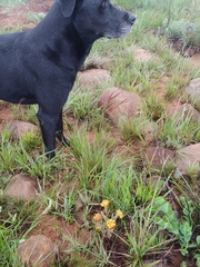 Lasiosiphon capitatus