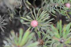 Leucospermum tomentosum