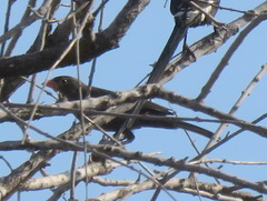Bubalornis niger niger