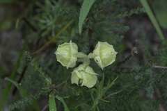 Pterygodium catholicum