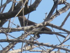Bubalornis niger niger