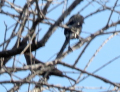 Lanius melanoleucus melanoleucus