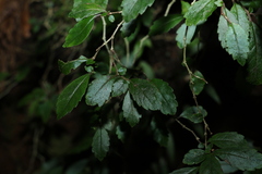 Fieldia australis