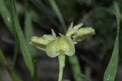 Pterygodium catholicum