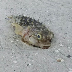 Chilomycterus schoepfii