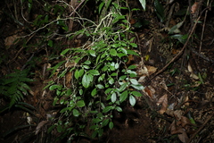 Fieldia australis