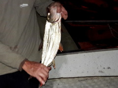 Hydrocynus