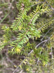 Melaleuca sieberi