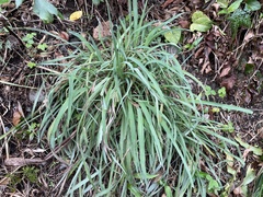 Brachypodium sylvaticum