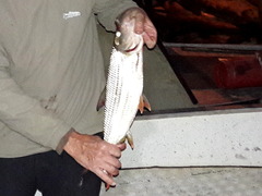 Hydrocynus
