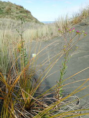 Senecio glastifolius