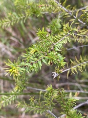 Melaleuca sieberi