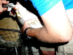 Hydrocynus
