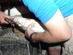 Hydrocynus