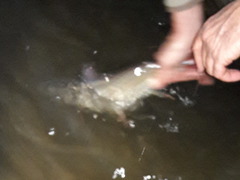 Hydrocynus