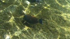 Acanthurus dussumieri