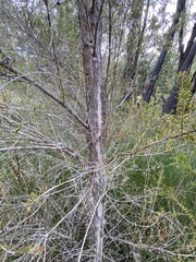 Melaleuca sieberi